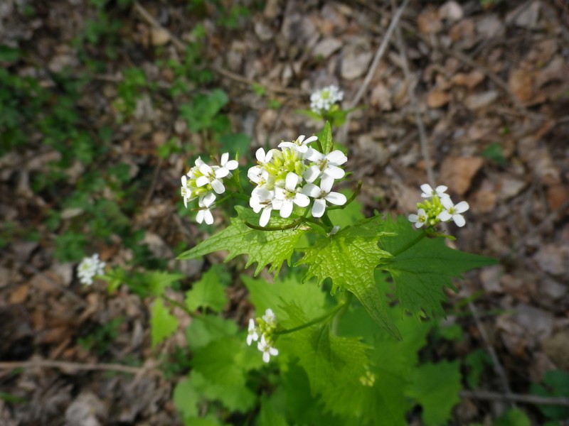 Lungo il fiume - Alliaria petiolata